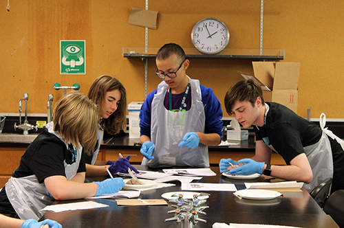 Four students sit around a lab desk working on brain dissections.