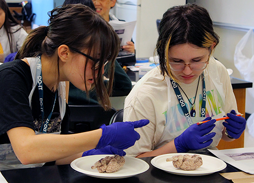Two students look at sheep brains during a dissection lab.