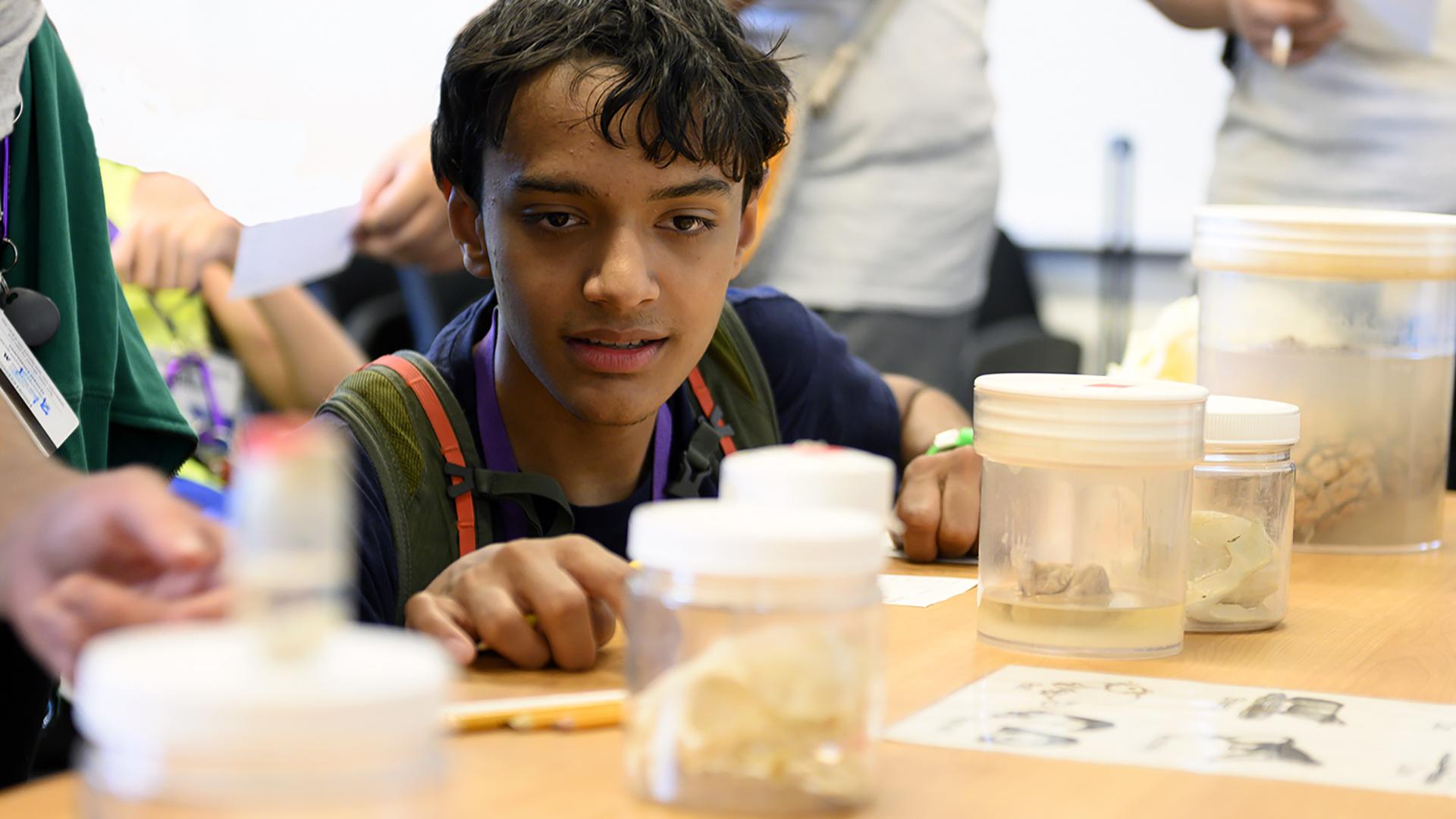 A student views brains in jars at the Center for Neurotechnology.